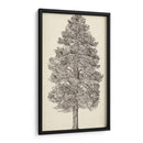 Bosquejo Del Árbol Del Noroeste Del Pacífico Iii - Melissa Wang | Cuadro decorativo de Canvas Lab