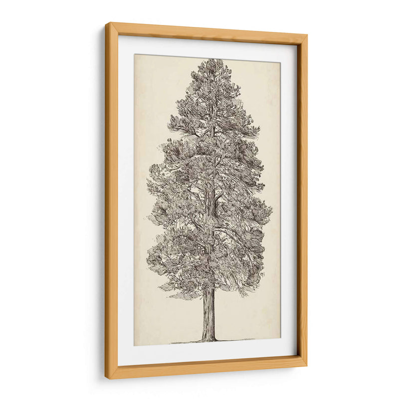 Bosquejo Del Árbol Del Noroeste Del Pacífico Iii - Melissa Wang | Cuadro decorativo de Canvas Lab