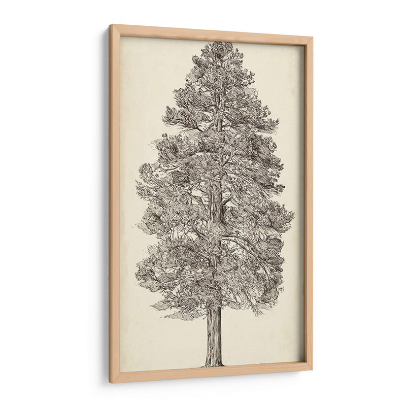 Bosquejo Del Árbol Del Noroeste Del Pacífico Iii - Melissa Wang | Cuadro decorativo de Canvas Lab