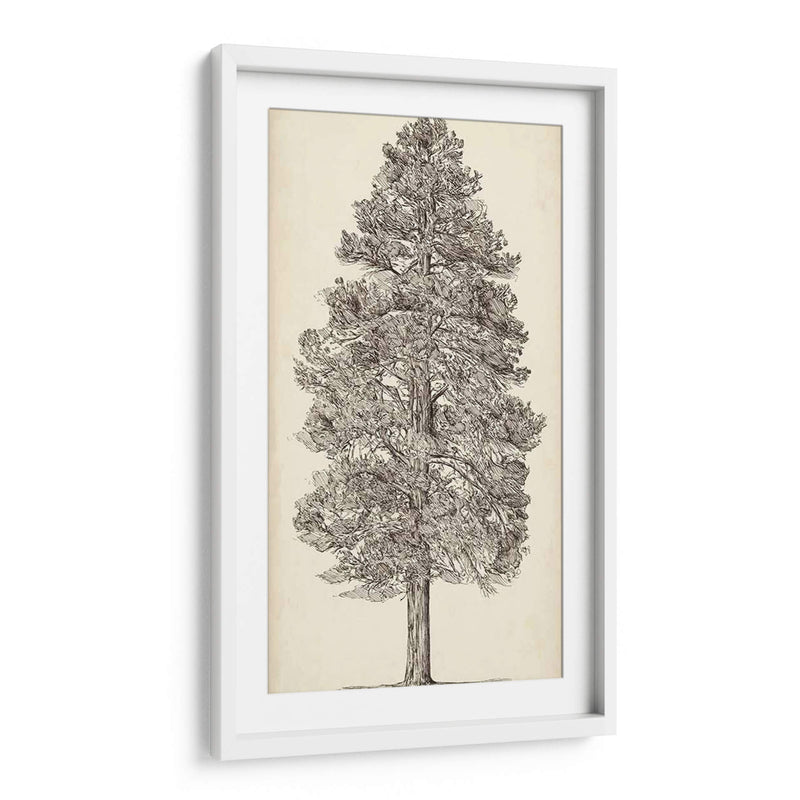 Bosquejo Del Árbol Del Noroeste Del Pacífico Iii - Melissa Wang | Cuadro decorativo de Canvas Lab