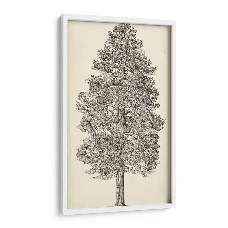 Bosquejo Del Árbol Del Noroeste Del Pacífico Iii - Melissa Wang | Cuadro decorativo de Canvas Lab