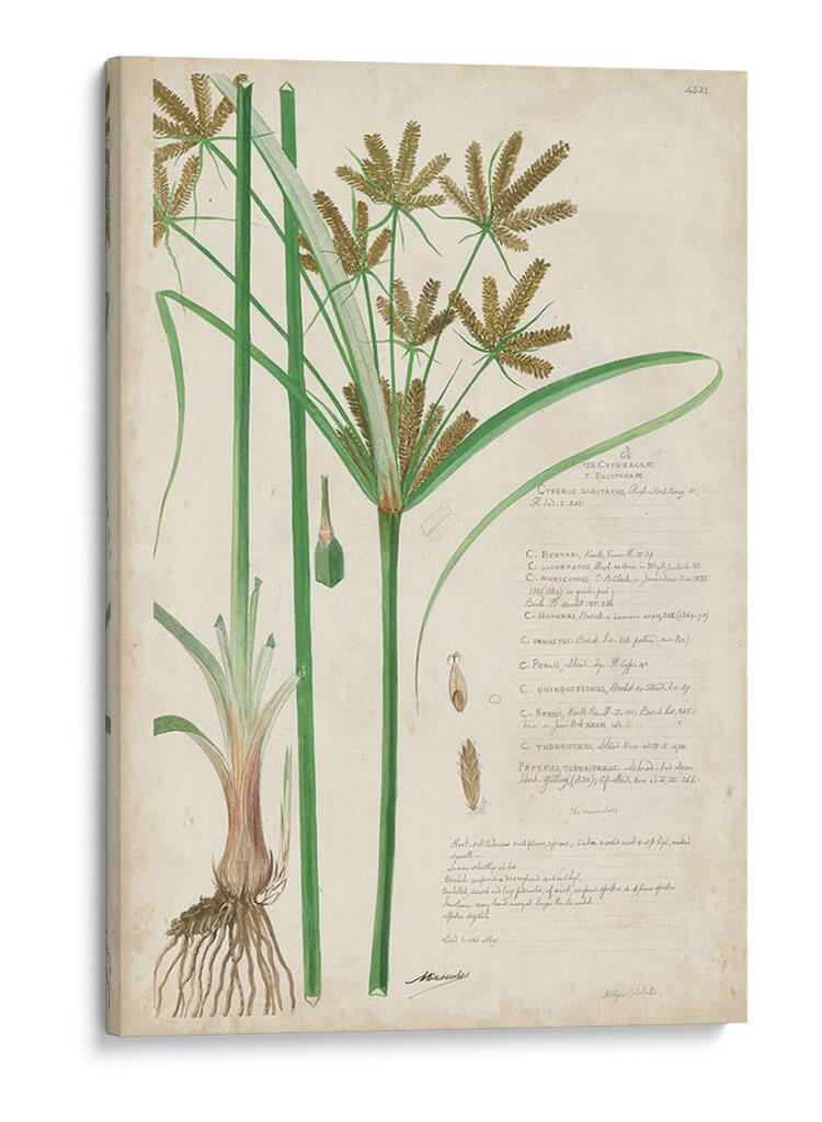 Descubieres Hierba Botánica I - A. Descubes | Cuadro decorativo de Canvas Lab
