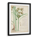 Descubieres Hierba Botánica I - A. Descubes | Cuadro decorativo de Canvas Lab