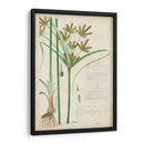 Descubieres Hierba Botánica I - A. Descubes | Cuadro decorativo de Canvas Lab