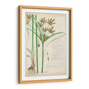Descubieres Hierba Botánica I - A. Descubes | Cuadro decorativo de Canvas Lab