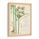 Descubieres Hierba Botánica I - A. Descubes | Cuadro decorativo de Canvas Lab