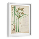 Descubieres Hierba Botánica I - A. Descubes | Cuadro decorativo de Canvas Lab