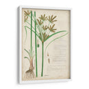 Descubieres Hierba Botánica I - A. Descubes | Cuadro decorativo de Canvas Lab