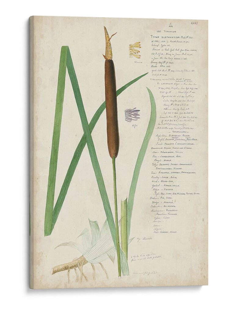 Descubes Botanical Grass Ii - A. Descubes | Cuadro decorativo de Canvas Lab