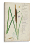 Descubes Botanical Grass Ii - A. Descubes | Cuadro decorativo de Canvas Lab