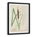 Descubes Botanical Grass Ii - A. Descubes | Cuadro decorativo de Canvas Lab
