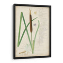 Descubes Botanical Grass Ii - A. Descubes | Cuadro decorativo de Canvas Lab