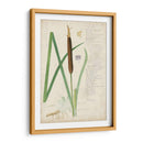 Descubes Botanical Grass Ii - A. Descubes | Cuadro decorativo de Canvas Lab