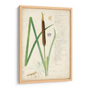 Descubes Botanical Grass Ii - A. Descubes | Cuadro decorativo de Canvas Lab