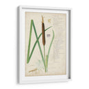 Descubes Botanical Grass Ii - A. Descubes | Cuadro decorativo de Canvas Lab