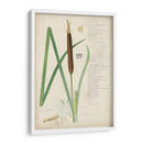 Descubes Botanical Grass Ii - A. Descubes | Cuadro decorativo de Canvas Lab