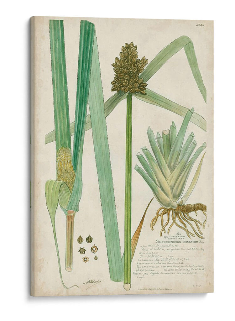 Descubes Botanical Grass Iii - A. Descubes | Cuadro decorativo de Canvas Lab