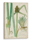 Descubes Botanical Grass Iii - A. Descubes | Cuadro decorativo de Canvas Lab