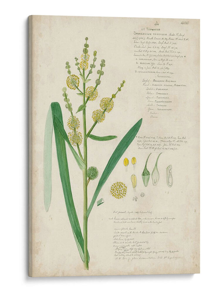 Descubes Botanical Grass Iv - A. Descubes | Cuadro decorativo de Canvas Lab