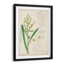 Descubes Botanical Grass Iv - A. Descubes | Cuadro decorativo de Canvas Lab