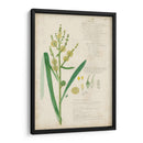 Descubes Botanical Grass Iv - A. Descubes | Cuadro decorativo de Canvas Lab