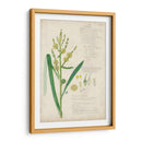 Descubes Botanical Grass Iv - A. Descubes | Cuadro decorativo de Canvas Lab