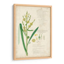 Descubes Botanical Grass Iv - A. Descubes | Cuadro decorativo de Canvas Lab