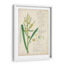 Descubes Botanical Grass Iv - A. Descubes | Cuadro decorativo de Canvas Lab