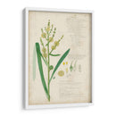 Descubes Botanical Grass Iv - A. Descubes | Cuadro decorativo de Canvas Lab