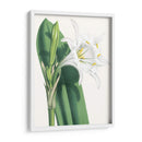 Belleza Floral I - Vision Studio | Cuadro decorativo de Canvas Lab