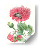 Belleza Floral V - Vision Studio | Cuadro decorativo de Canvas Lab