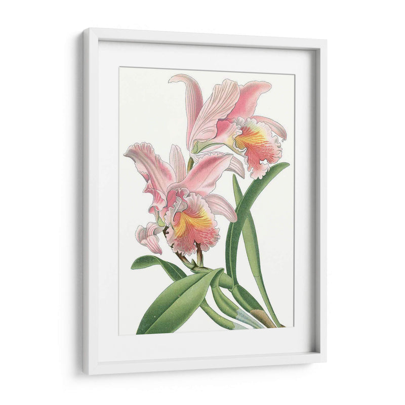 Belleza Floral Ix - Vision Studio | Cuadro decorativo de Canvas Lab