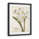 Narciso Botanique Ii - Vision Studio | Cuadro decorativo de Canvas Lab