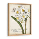 Narciso Botanique Ii - Vision Studio | Cuadro decorativo de Canvas Lab