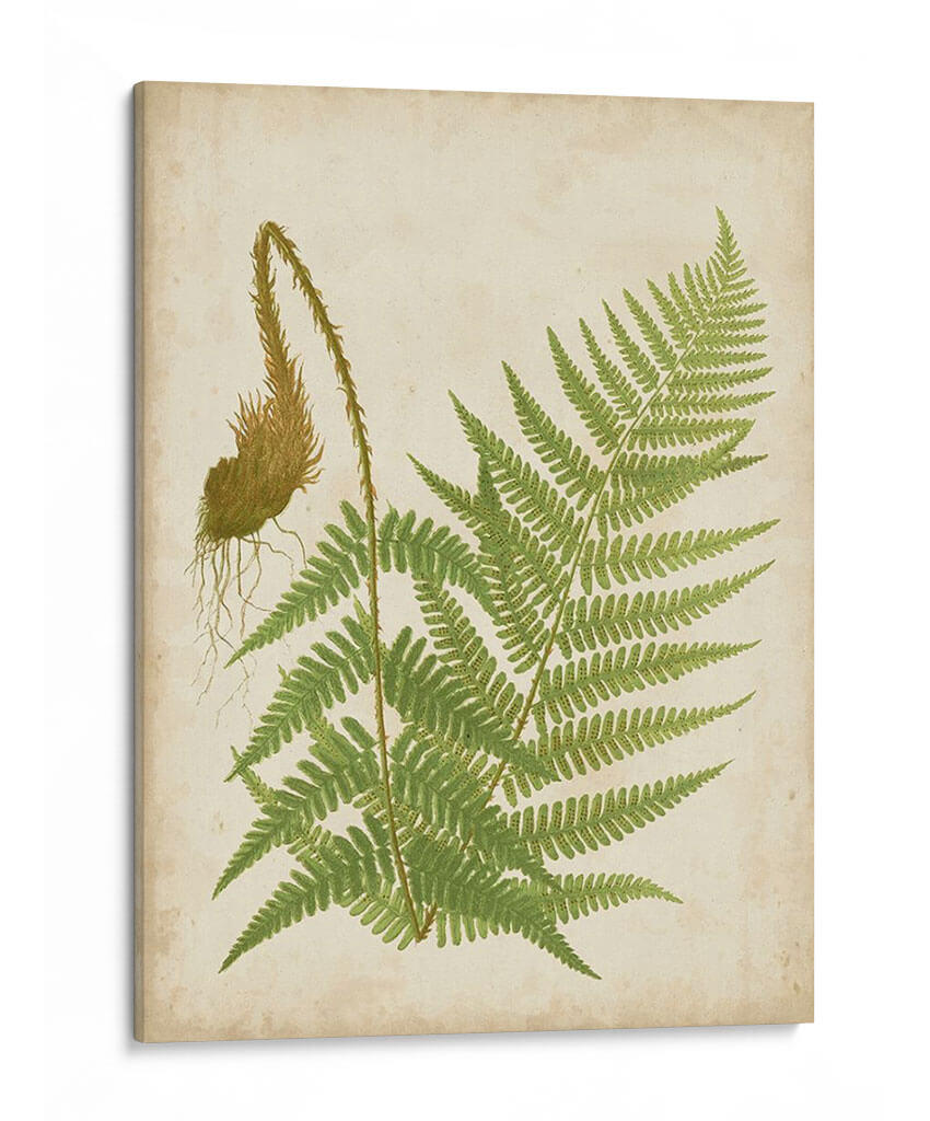 Fern Trio I - Vision Studio | Cuadro decorativo de Canvas Lab