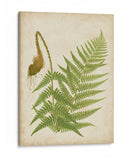 Fern Trio I - Vision Studio | Cuadro decorativo de Canvas Lab