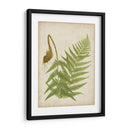 Fern Trio I - Vision Studio | Cuadro decorativo de Canvas Lab