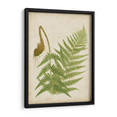 Fern Trio I - Vision Studio | Cuadro decorativo de Canvas Lab