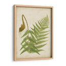 Fern Trio I - Vision Studio | Cuadro decorativo de Canvas Lab