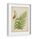 Fern Trio I - Vision Studio | Cuadro decorativo de Canvas Lab