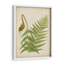 Fern Trio I - Vision Studio | Cuadro decorativo de Canvas Lab