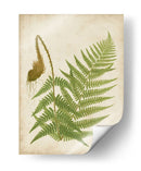 Fern Trio I - Vision Studio | Cuadro decorativo de Canvas Lab