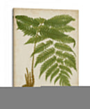Fern Trio Ii - Vision Studio | Cuadro decorativo de Canvas Lab