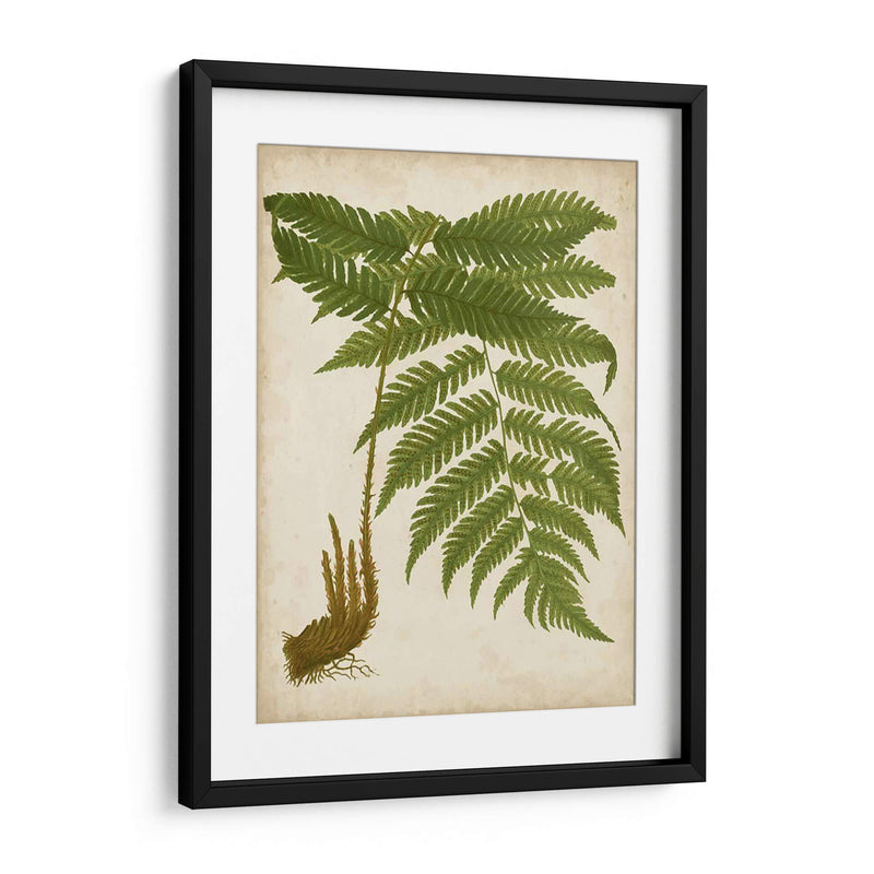 Fern Trio Ii - Vision Studio | Cuadro decorativo de Canvas Lab