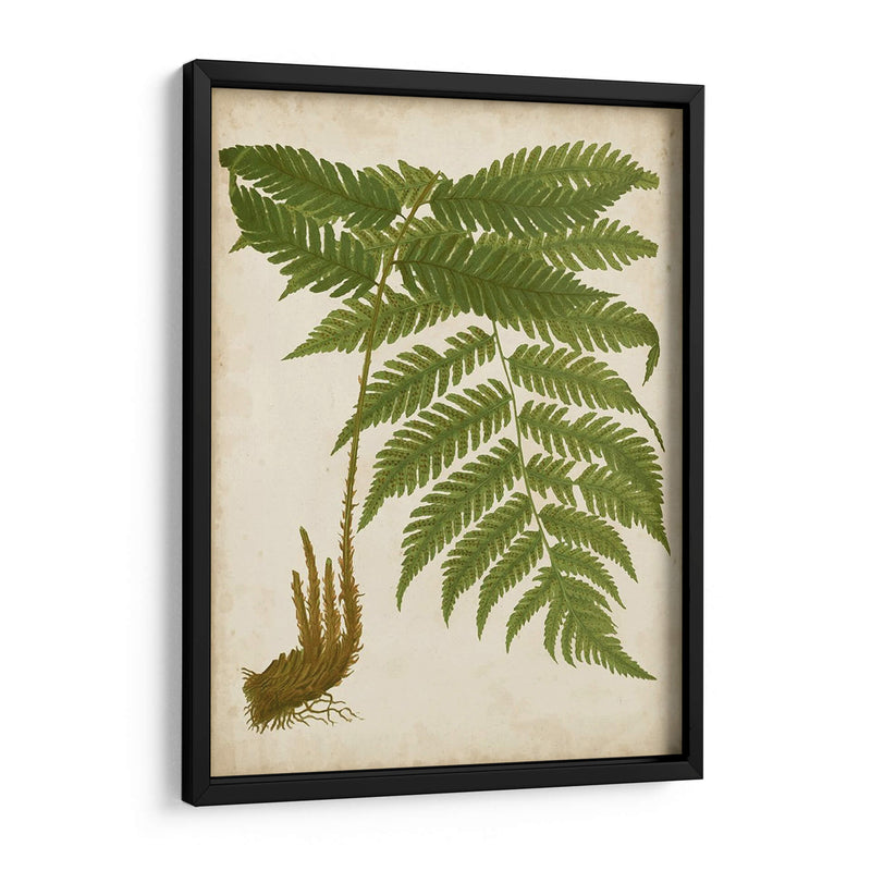 Fern Trio Ii - Vision Studio | Cuadro decorativo de Canvas Lab