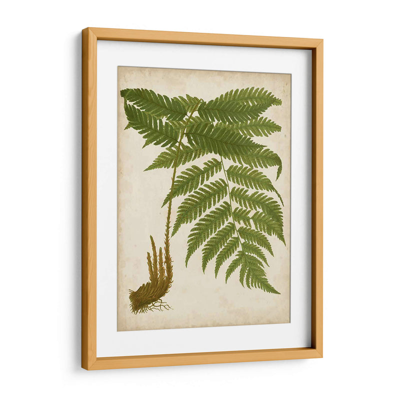 Fern Trio Ii - Vision Studio | Cuadro decorativo de Canvas Lab