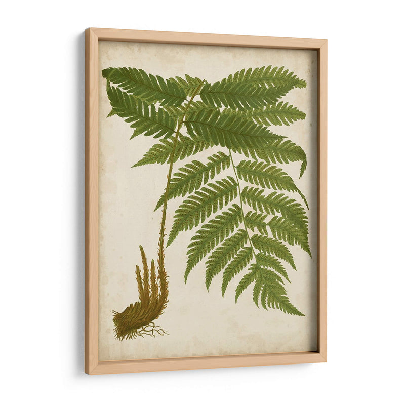 Fern Trio Ii - Vision Studio | Cuadro decorativo de Canvas Lab