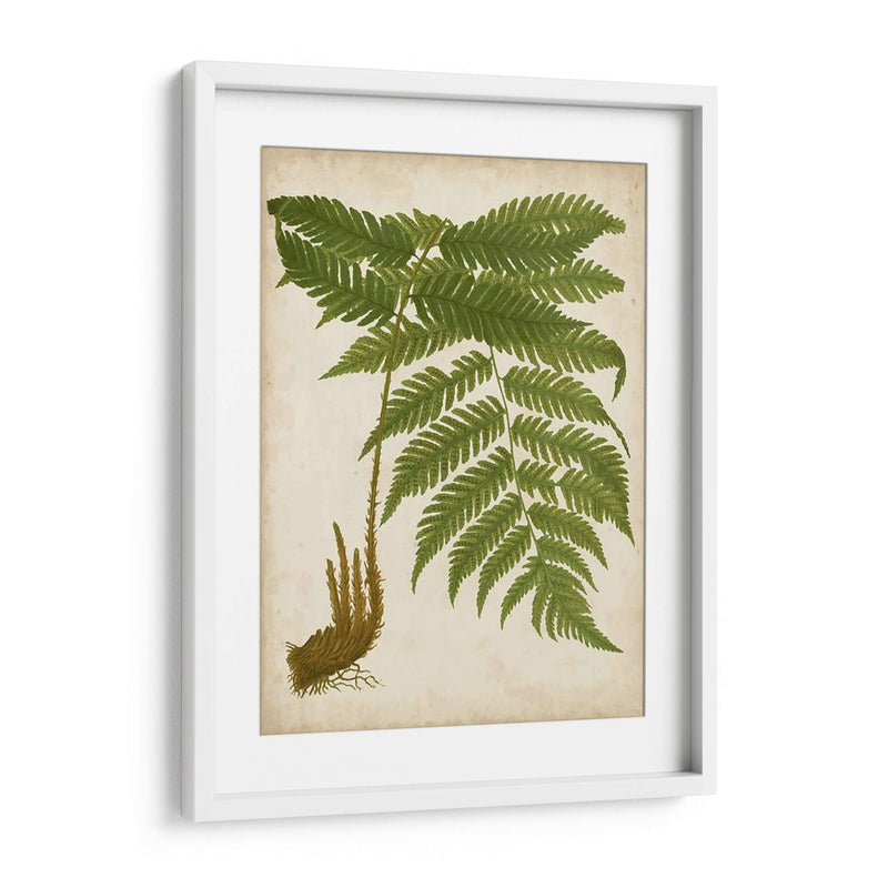 Fern Trio Ii - Vision Studio | Cuadro decorativo de Canvas Lab