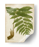 Fern Trio Ii - Vision Studio | Cuadro decorativo de Canvas Lab