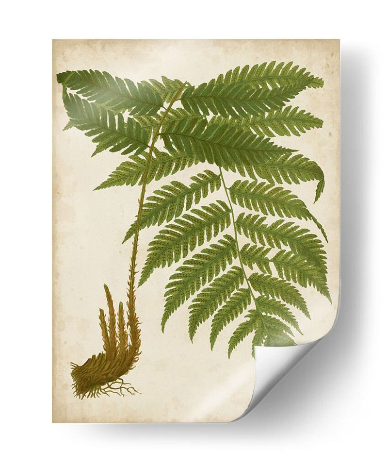 Fern Trio Ii - Vision Studio | Cuadro decorativo de Canvas Lab